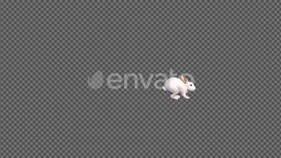 White Rabbit Jumping Videohive 22184507 Motion Graphics Image 6