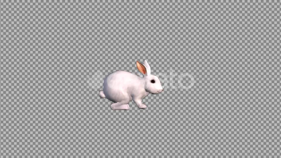 White Rabbit Videohive 22183903 Motion Graphics Image 1