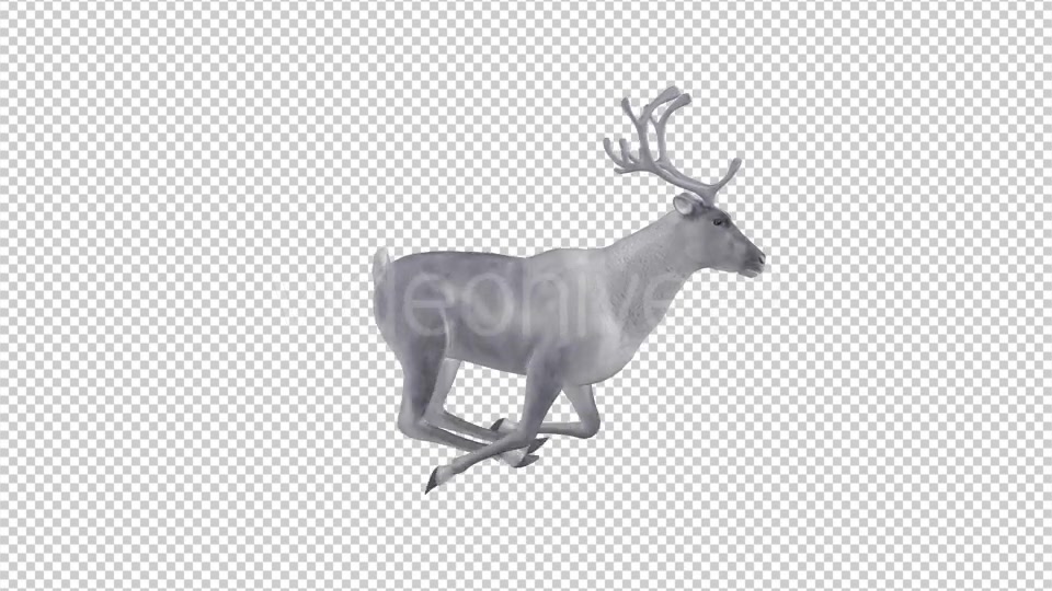 White Reindeer Jump Run Loop Right Side View Videohive 18550457 Motion Graphics Image 3