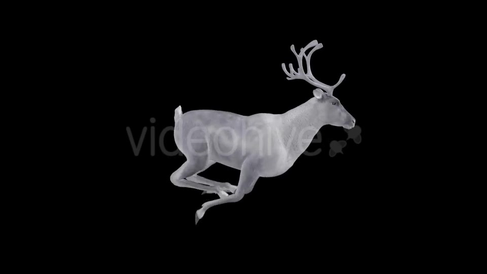 White Reindeer Jump Run Loop Right Side View Videohive 18550457 Motion Graphics Image 4
