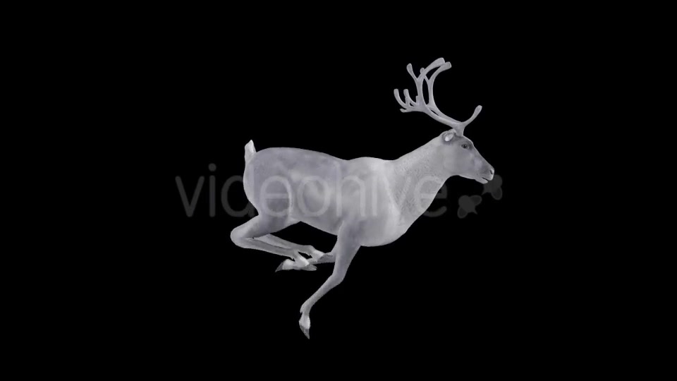 White Reindeer Jump Run Loop Right Side View Videohive 18550457 Motion Graphics Image 5