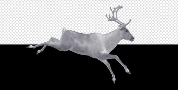 White Reindeer Jump Run Loop Right Side View - Videohive 18550457 Download