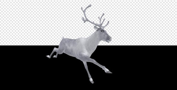 White Reindeer Jump Run Loop Side Angle View - Download Videohive 18550493