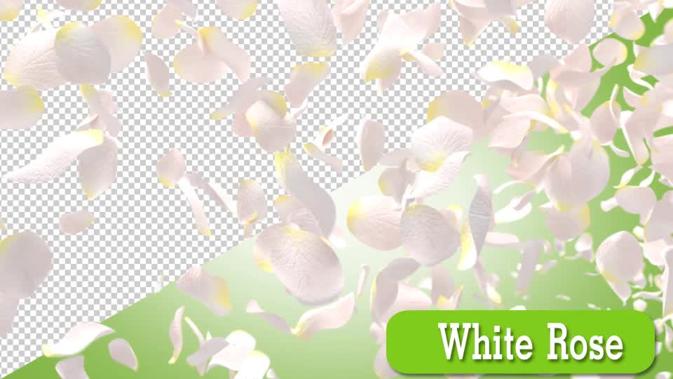 White Rose Videohive 15013295 Motion Graphics Image 1