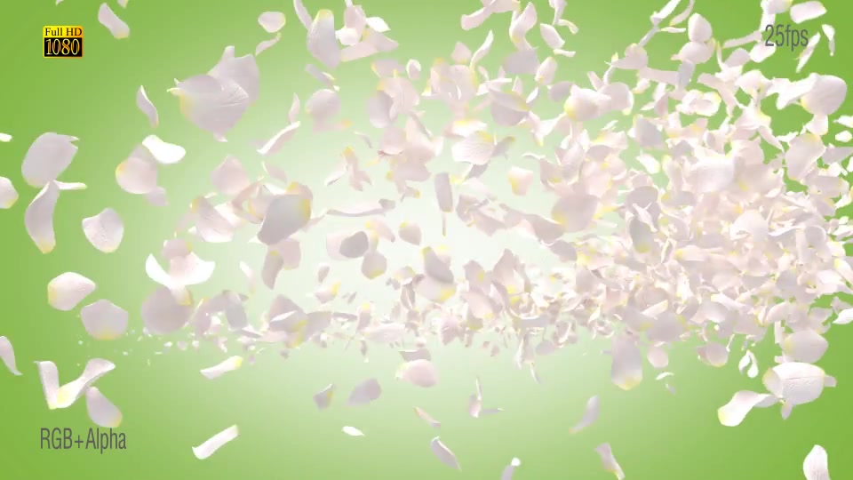 White Rose Videohive 15013295 Motion Graphics Image 10