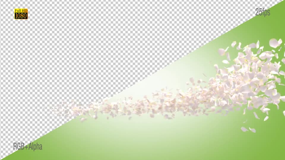 White Rose Videohive 15013295 Motion Graphics Image 2