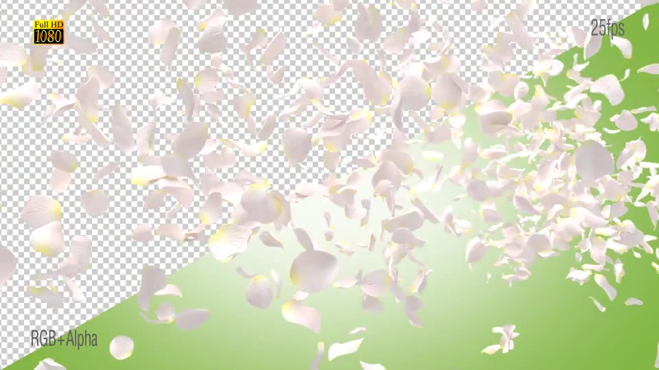 White Rose Videohive 15013295 Motion Graphics Image 3