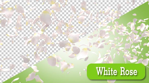 White Rose - 15013295 Download Videohive