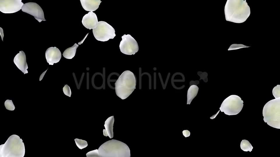 White Rose Petals Falling Loop Videohive 20620323 Motion Graphics Image 1