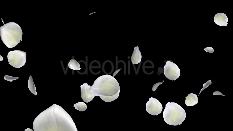 White Rose Petals Falling Loop Videohive 20620323 Motion Graphics Image 10