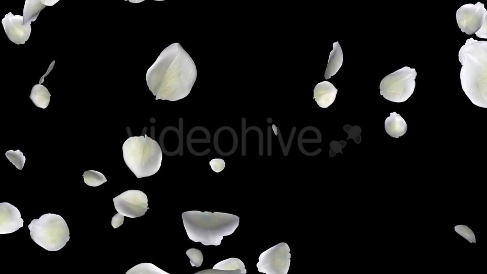 White Rose Petals Falling Loop Videohive 20620323 Motion Graphics Image 11
