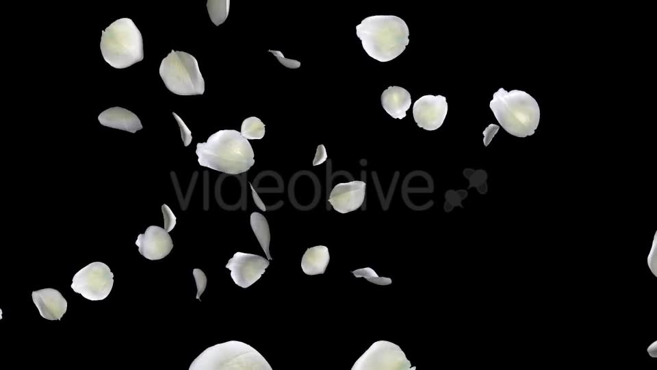 White Rose Petals Falling Loop Videohive 20620323 Motion Graphics Image 2
