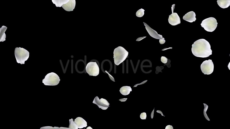 White Rose Petals Falling Loop Videohive 20620323 Motion Graphics Image 3