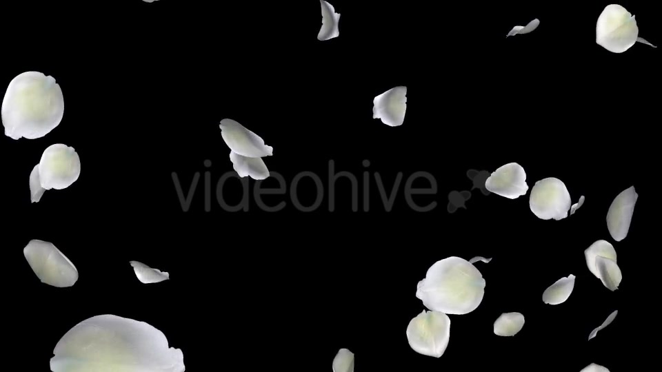 White Rose Petals Falling Loop Videohive 20620323 Motion Graphics Image 4
