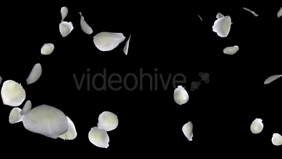 White Rose Petals Falling Loop Videohive 20620323 Motion Graphics Image 5