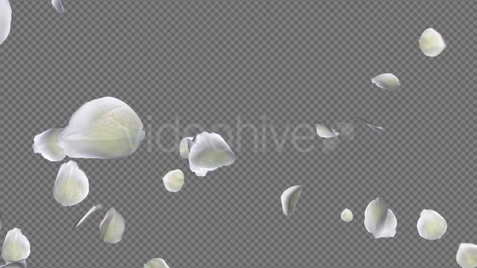 White Rose Petals Falling Loop Videohive 20620323 Motion Graphics Image 6
