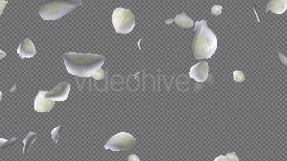 White Rose Petals Falling Loop Videohive 20620323 Motion Graphics Image 7