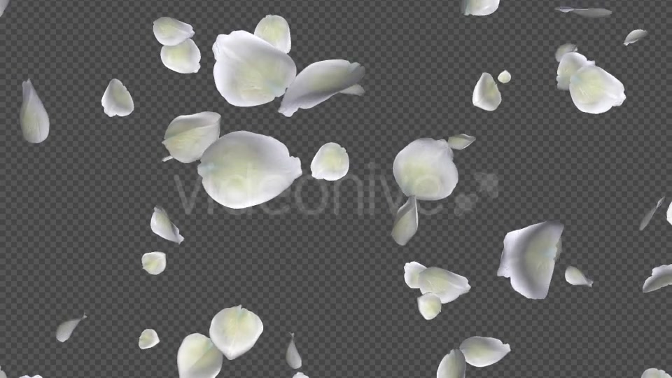White Rose Petals Falling Loop Videohive 20620323 Motion Graphics Image 8