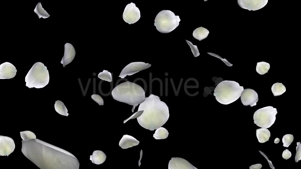 White Rose Petals Falling Loop Videohive 20620323 Motion Graphics Image 9