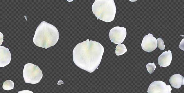 White Rose Petals Falling Loop - Download Videohive 20620323