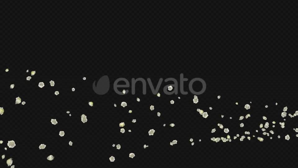 White Rose Trail Pack of 5 Videohive 21653704 Motion Graphics Image 1