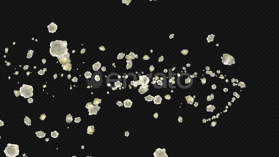 White Rose Trail Pack of 5 Videohive 21653704 Motion Graphics Image 10