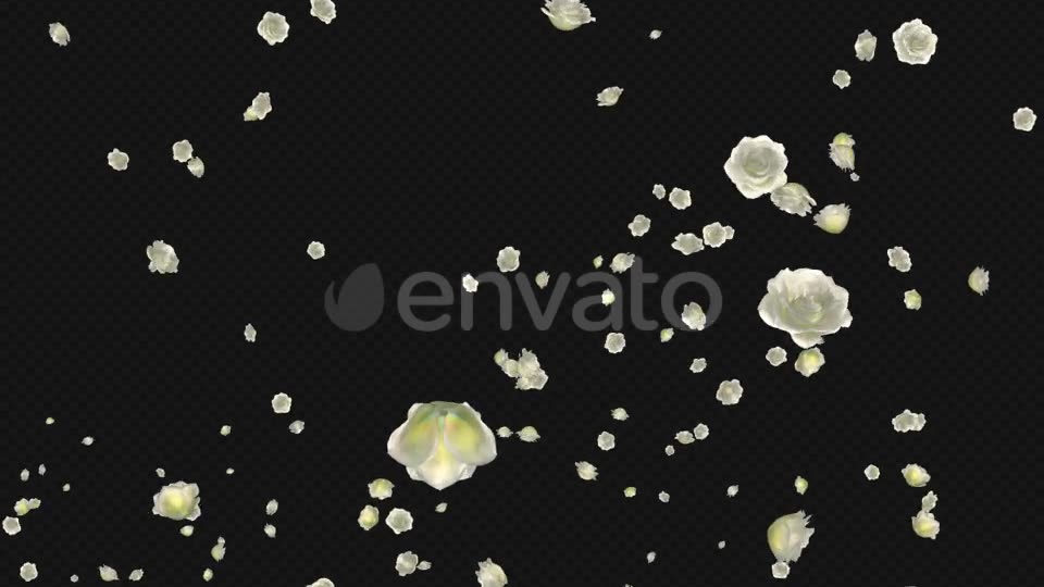 White Rose Trail Pack of 5 Videohive 21653704 Motion Graphics Image 2