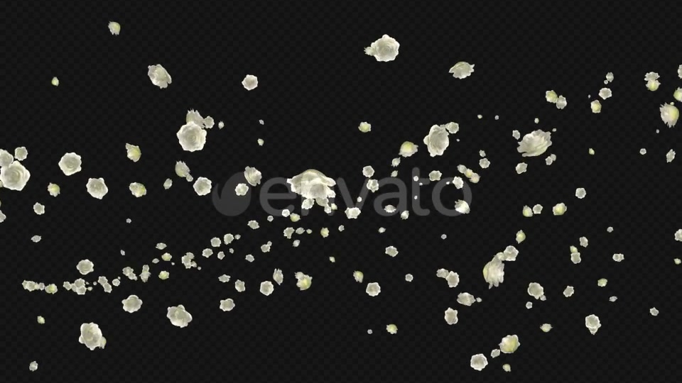 White Rose Trail Pack of 5 Videohive 21653704 Motion Graphics Image 4