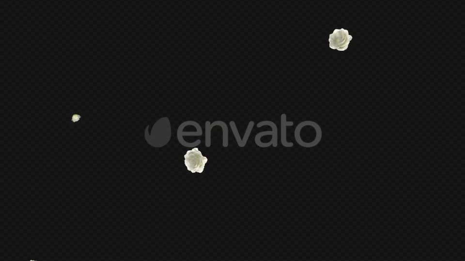 White Rose Trail Pack of 5 Videohive 21653704 Motion Graphics Image 7