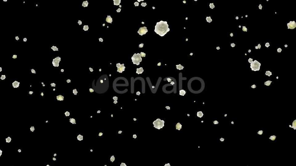 White Roses Falling Loop Videohive 21681703 Motion Graphics Image 1