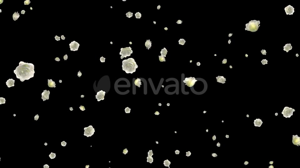 White Roses Falling Loop Videohive 21681703 Motion Graphics Image 10
