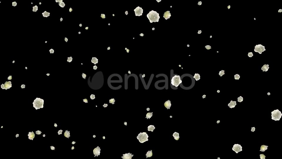 White Roses Falling Loop Videohive 21681703 Motion Graphics Image 11