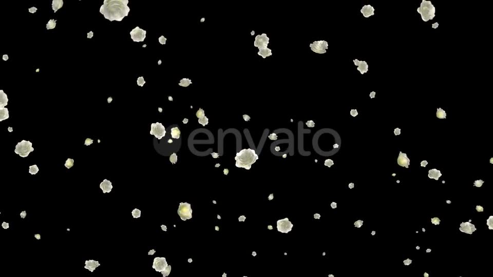 White Roses Falling Loop Videohive 21681703 Motion Graphics Image 2