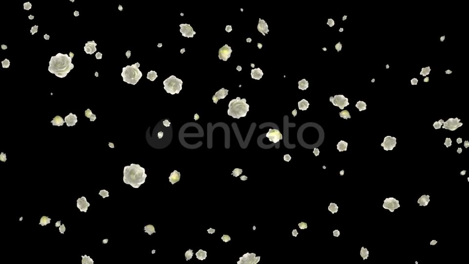 White Roses Falling Loop Videohive 21681703 Motion Graphics Image 3