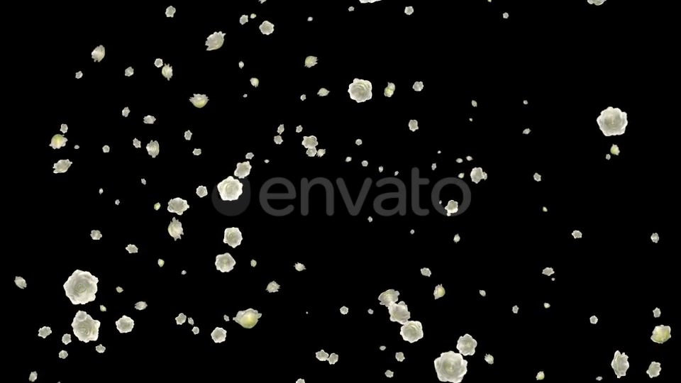 White Roses Falling Loop Videohive 21681703 Motion Graphics Image 4
