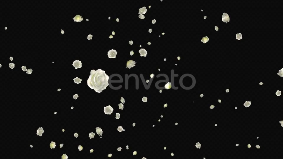 White Roses Falling Loop Videohive 21681703 Motion Graphics Image 5