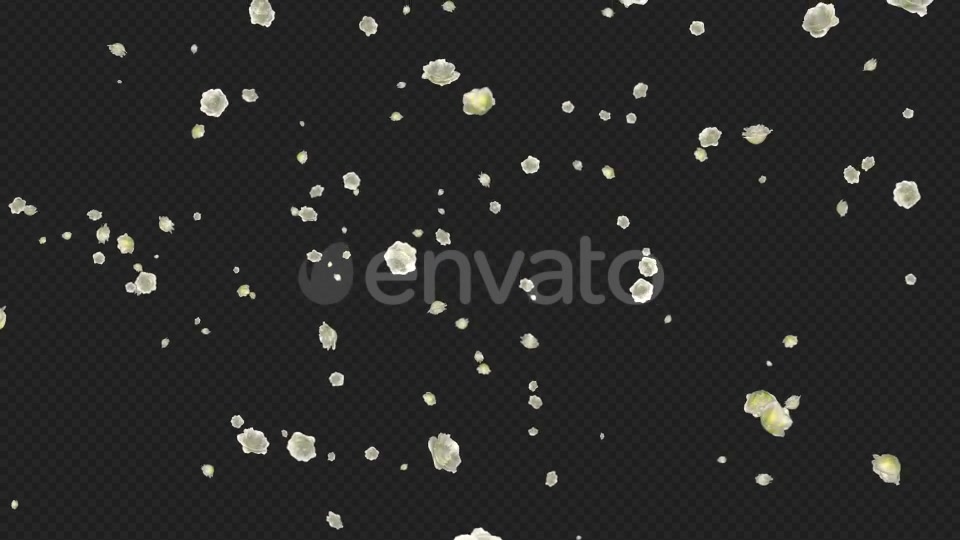 White Roses Falling Loop Videohive 21681703 Motion Graphics Image 6