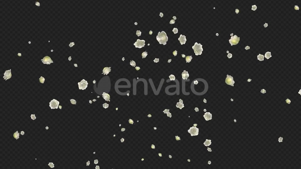 White Roses Falling Loop Videohive 21681703 Motion Graphics Image 7