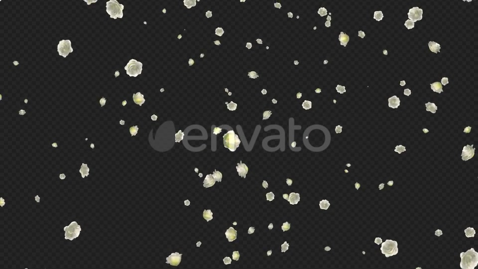 White Roses Falling Loop Videohive 21681703 Motion Graphics Image 8