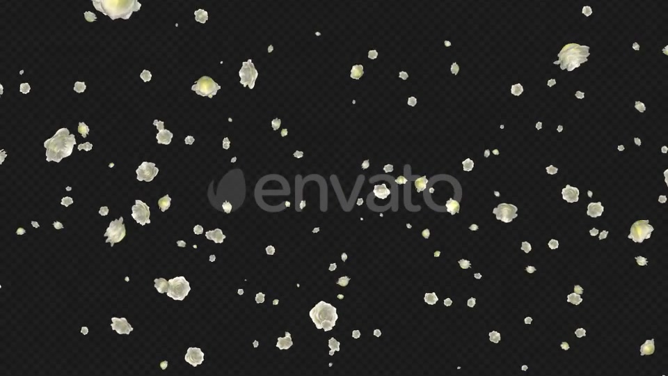 White Roses Falling Loop Videohive 21681703 Motion Graphics Image 9