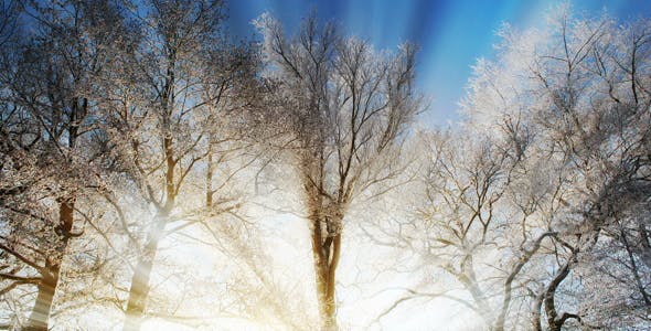 Winter Background - 18354863 Download Videohive