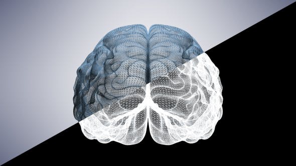 Wireframe Brain - Videohive Download 20665420
