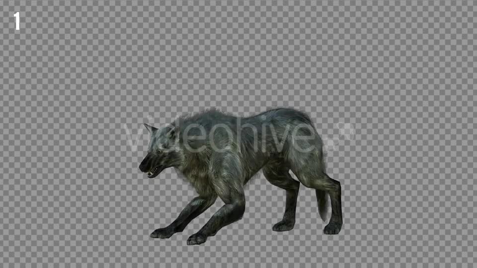 Wolf 3 Realistic Pack 3 Videohive 21331678 Motion Graphics Image 1