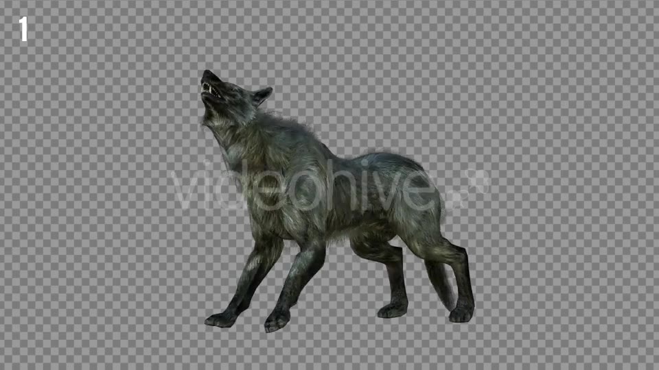 Wolf 3 Realistic Pack 3 Videohive 21331678 Motion Graphics Image 2