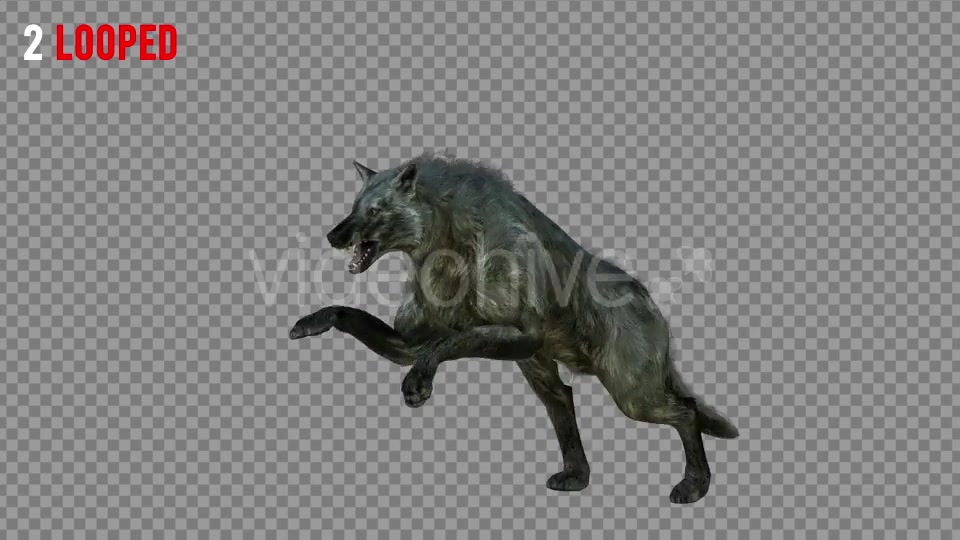 Wolf 3 Realistic Pack 3 Videohive 21331678 Motion Graphics Image 3