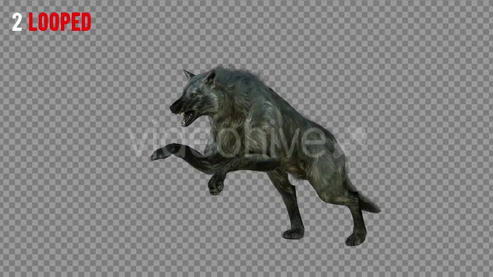 Wolf 3 Realistic Pack 3 Videohive 21331678 Motion Graphics Image 4