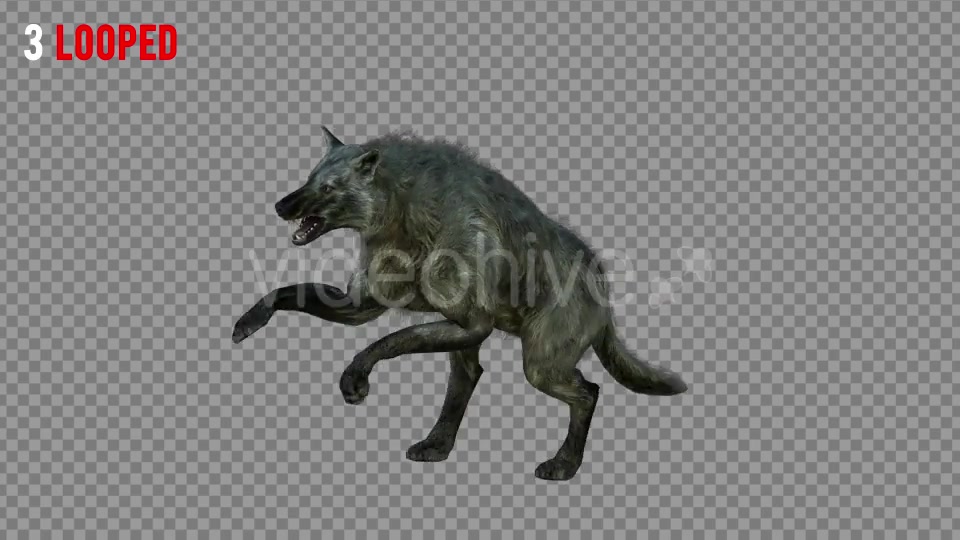 Wolf 3 Realistic Pack 3 Videohive 21331678 Motion Graphics Image 5