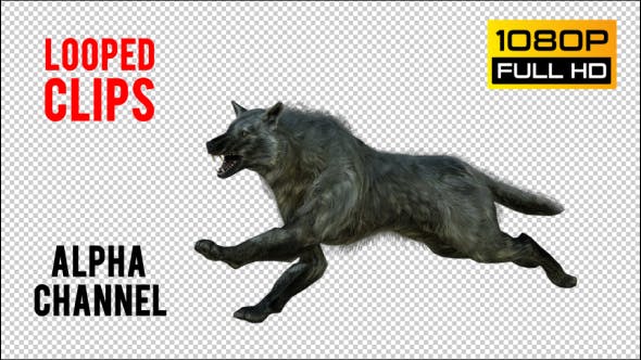Wolf 3 Realistic Pack 3 - 21331678 Videohive Download