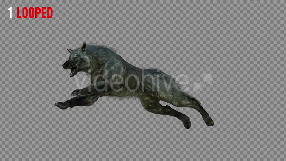 Wolf 4 Realistic Pack 3 Videohive 21337945 Motion Graphics Image 1