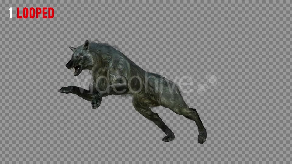 Wolf 4 Realistic Pack 3 Videohive 21337945 Motion Graphics Image 2